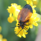 Tailed Net-winged Beetle
