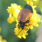 Tailed Net-winged Beetle