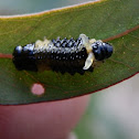 Eucalyptus Tortoise Beetle Larva