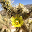 Buckhorn cholla cactus