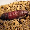 Tobacco Hornworm Pupa