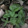 Toadshade/Sessile Trillium