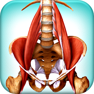 Muscles: Quick Reference.apk 1.0