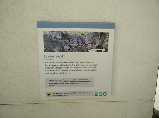 Grey Wolf Enclosure 