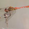 Vagrant Darter Dragonfly