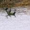 Double-crested Cormorant