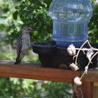 Young Red-bellied Woodpecker