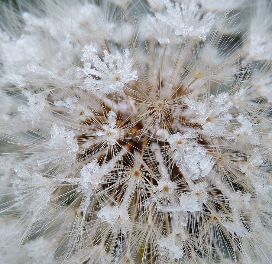 Frost Flowers on a Dandelion by Laurie DeMent - Nature Up Close Other plants ( macro, flowers, beauty, nature, frost, ice crystals, winter, frozen, cold, detail, dandelion )