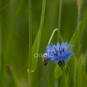 Cornflower (Centaurea Cyanus) by Madalin Stoean - Flowers Single Flower