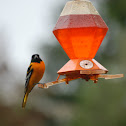 Northern Oriole