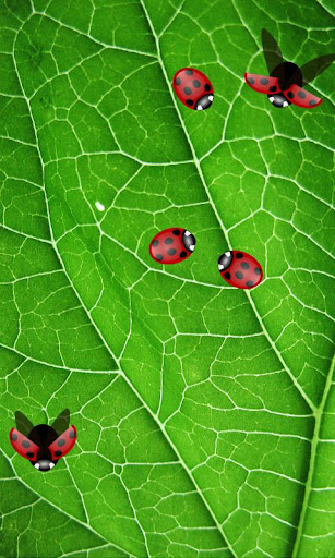 Ladybug Live Wallpaper