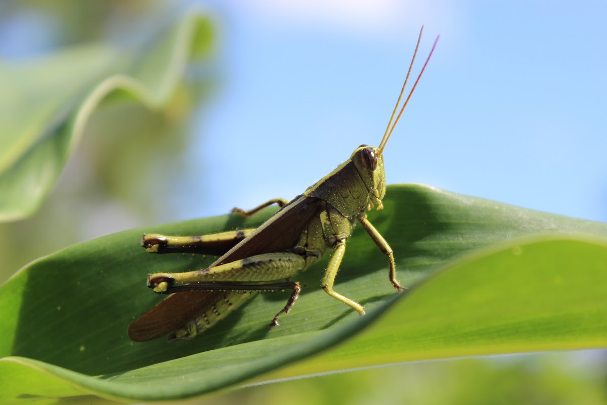 Obscure Bird Grasshopper