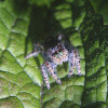 Bold Jumper/Daring Jumping Spider, male
