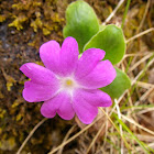 Primula kitaibeliana, kitaibelov jaglac