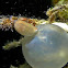 Pharaoh Cuttlefish - New hatchling