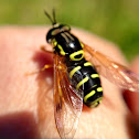 Hoverfly - Syrphe