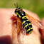 Hoverfly - Syrphe