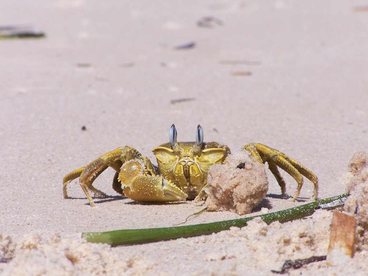 Golden Ghost Crab