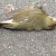 Ovenbird (dead)