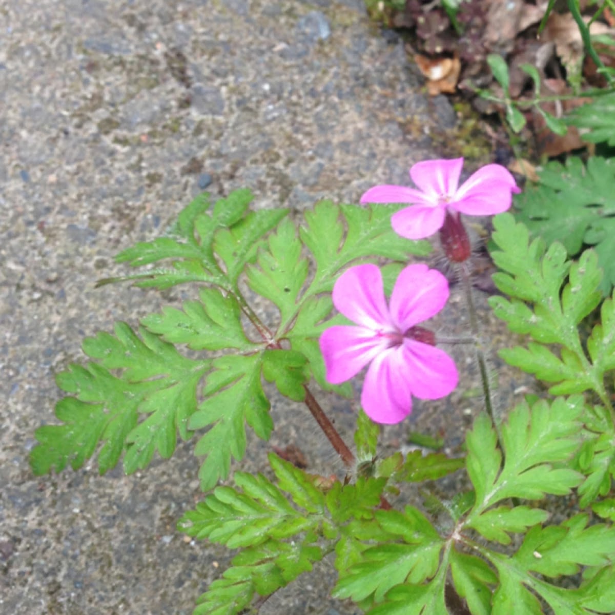 Herb Robert