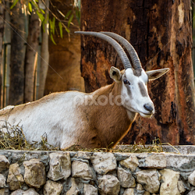 Scimitar-horned Oryx by Morhaf Aljanee - Animals Other