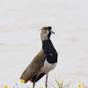 Southern Lapwing