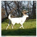 White tail deer