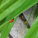Two spotted lady bug