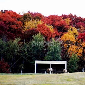 MN Fall Colors by Ken Orr - Nature Up Close Trees & Bushes