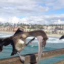 Brown Pelican (juvenile)