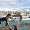 Brown Pelican (juvenile)