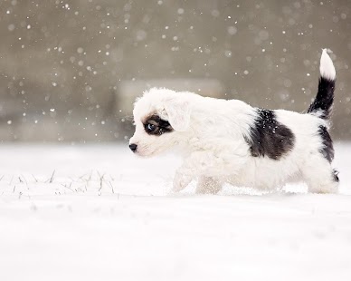Best Dogs Wallpapers Screenshots 0