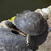 Cágado-da-lagoa (Hilaire's side-necked turtle)
