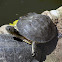 Cágado-da-lagoa (Hilaire's side-necked turtle)