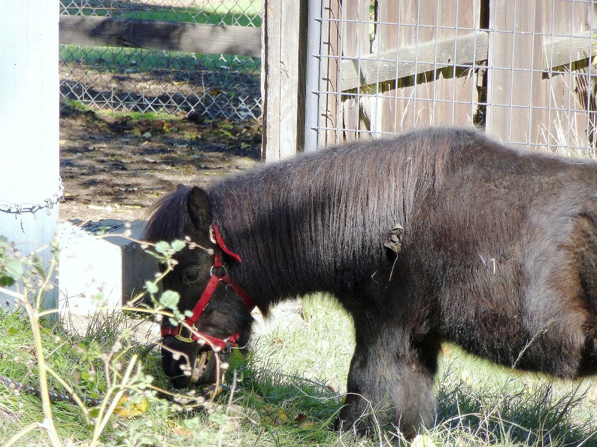 miniature pony