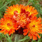 Orange Hawkweed 