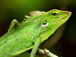 Olympus EPL2  ISO200  1/250  Zuiko f/5.6 150mm by Tiz Brotosudarmo -  