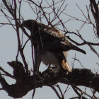 Red-tailed Hawk