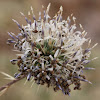 Globe Thistle...and ??