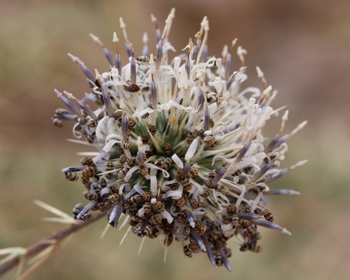 Globe Thistle...and ??