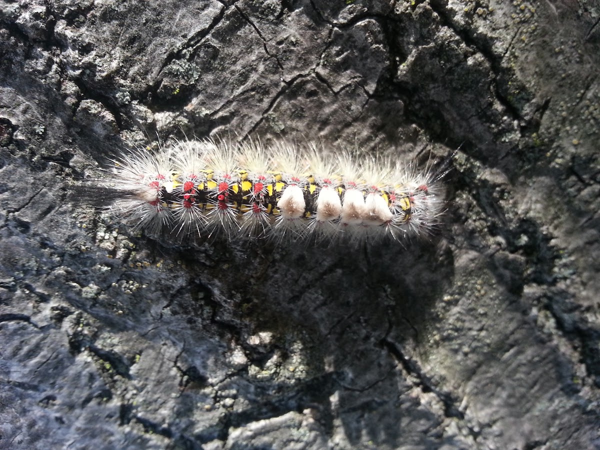 Western Tussock Moth Caterpillar