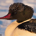 Common Merganser