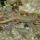 Common Wall lizard