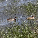 Mallard Ducks