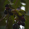 ஔவையார், black plum tree,  jamun tree,