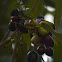 ஔவையார், black plum tree,  jamun tree,