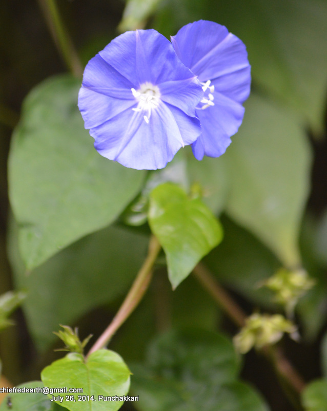 Garden flower. Blue Daze,Brazilian dwarf morning-glory, Hawaiian Blue Eyes