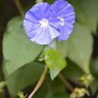Garden flower. Blue Daze,Brazilian dwarf morning-glory, Hawaiian Blue Eyes