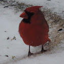 Northern Cardinal       male
