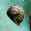 Eucalyptus snail?